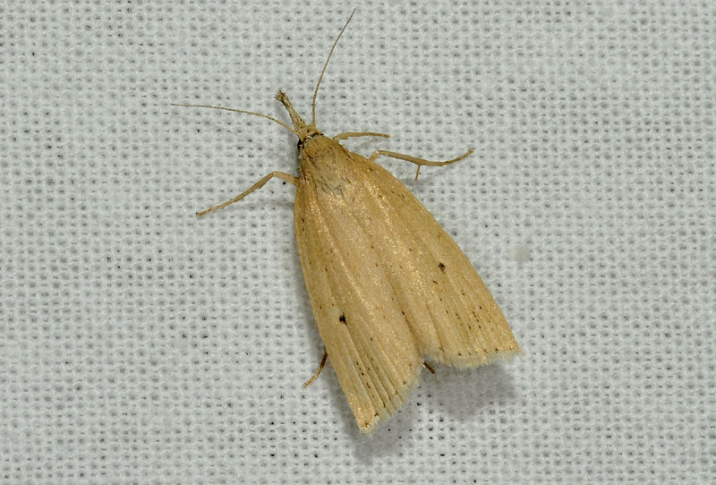 Chilo phragmitella - Crambidae